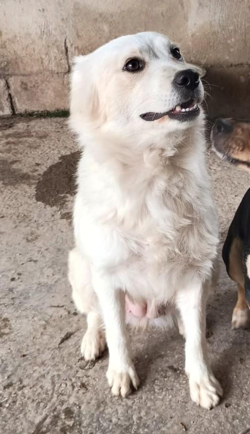 RUGIADA - cagnolina di 1 anno - taglia medio-piccola Foto 3