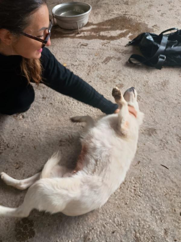 RUGIADA - cagnolina di 1 anno - taglia medio-piccola Foto 4