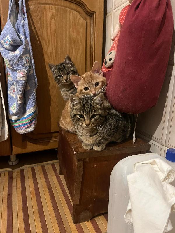 Dea Fard E Pic: Micini Di 90 Gg. Cercano Famiglia