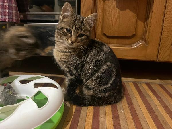 DEA FARD E PIC: MICINI DI 90 GG. CERCANO FAMIGLIA Foto 2