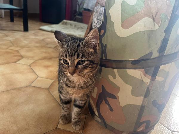 DEA FARD E PIC: MICINI DI 90 GG. CERCANO FAMIGLIA Foto 3