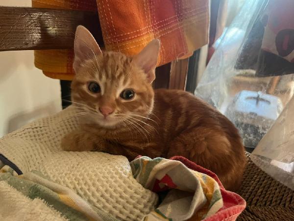 DEA FARD E PIC: MICINI DI 90 GG. CERCANO FAMIGLIA Foto 4