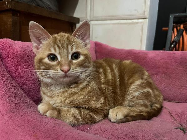 DEA FARD E PIC: MICINI DI 90 GG. CERCANO FAMIGLIA Foto 5