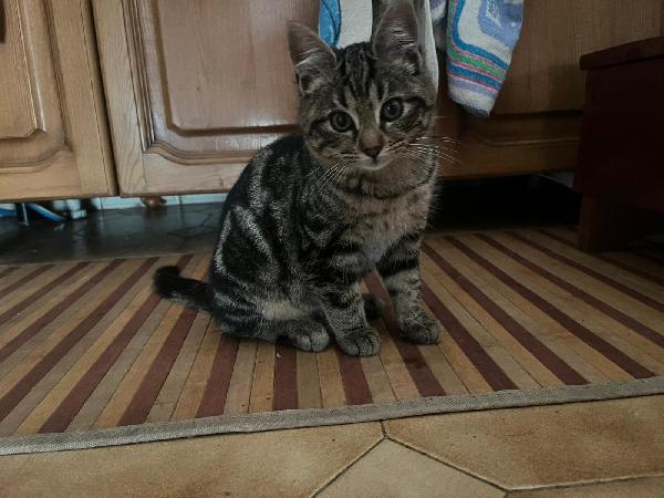 DEA FARD E PIC: MICINI DI 90 GG. CERCANO FAMIGLIA Foto 6