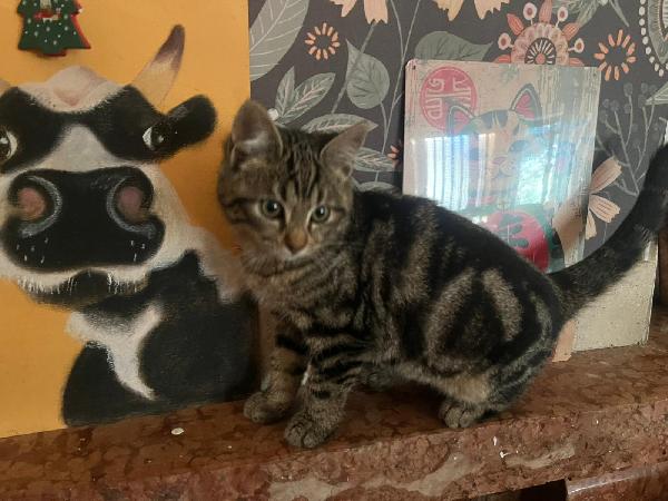 DEA FARD E PIC: MICINI DI 90 GG. CERCANO FAMIGLIA Foto 7