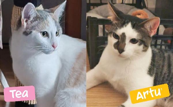 Tea E Artu': Micini Di 7 Mesi E Mezzo Cerca Famiglia