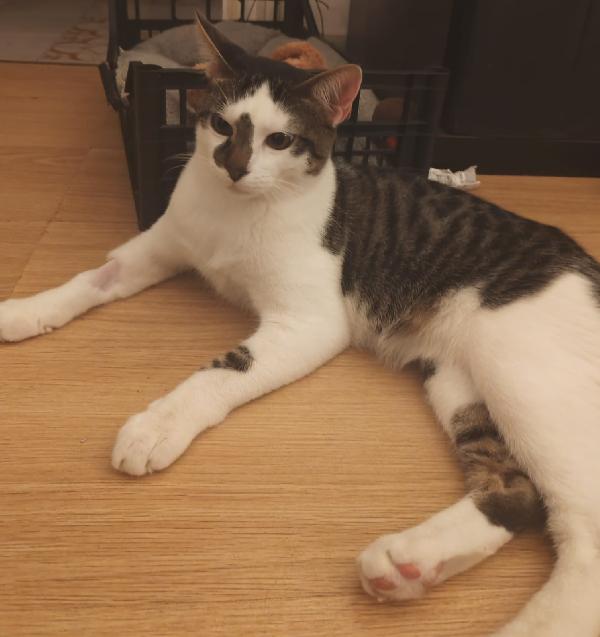 TEA E ARTU': MICINI DI 7 MESI E MEZZO CERCA FAMIGLIA Foto 2