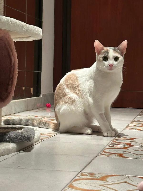 TEA E ARTU': MICINI DI 7 MESI E MEZZO CERCA FAMIGLIA Foto 3