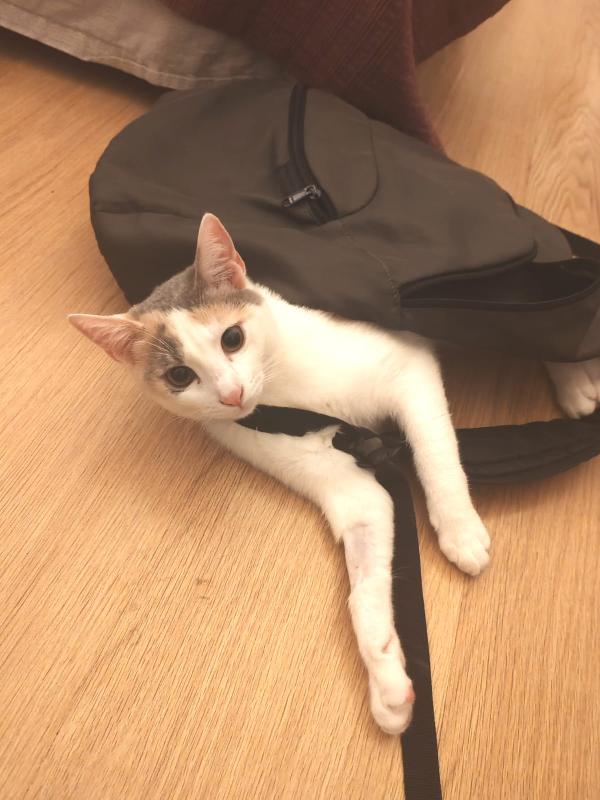 TEA E ARTU': MICINI DI 7 MESI E MEZZO CERCA FAMIGLIA Foto 4