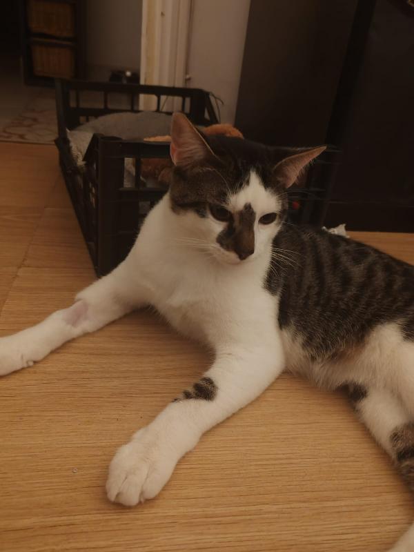 TEA E ARTU': MICINI DI 7 MESI E MEZZO CERCA FAMIGLIA Foto 5