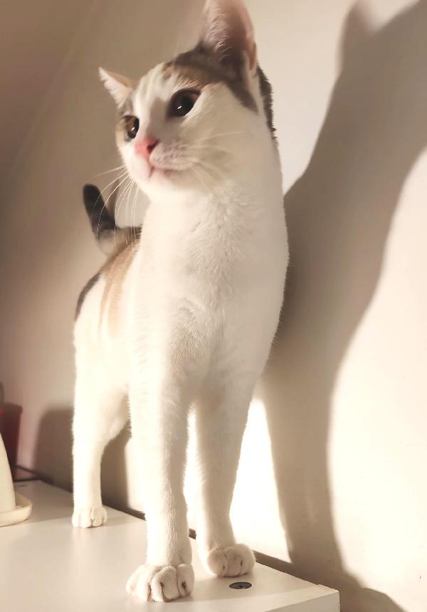 TEA E ARTU': MICINI DI 7 MESI E MEZZO CERCA FAMIGLIA Foto 6