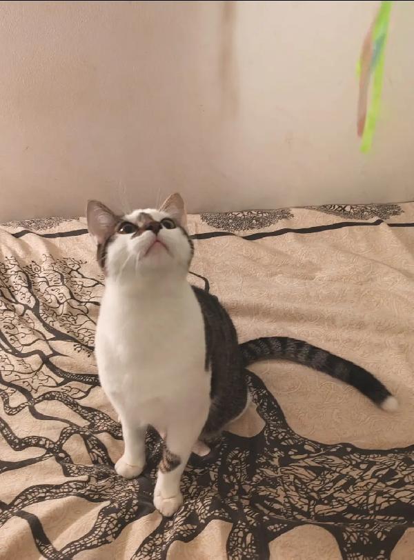 TEA E ARTU': MICINI DI 7 MESI E MEZZO CERCA FAMIGLIA Foto 7