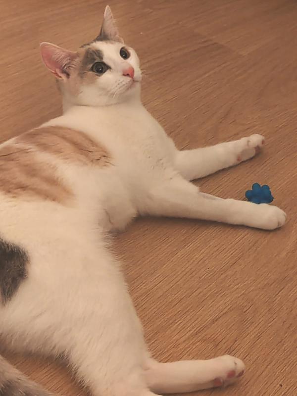 TEA E ARTU': MICINI DI 7 MESI E MEZZO CERCA FAMIGLIA Foto 8