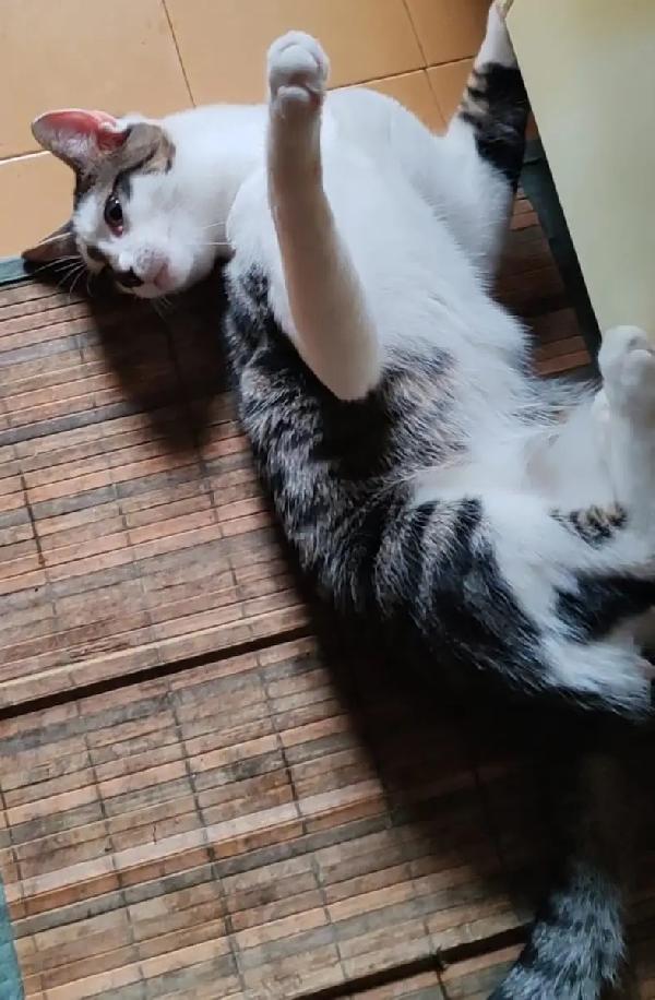 TEA E ARTU': MICINI DI 7 MESI E MEZZO CERCA FAMIGLIA Foto 9