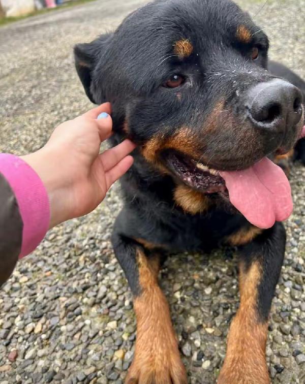 Ares splendido Rottweiler cerca famiglia Foto 2