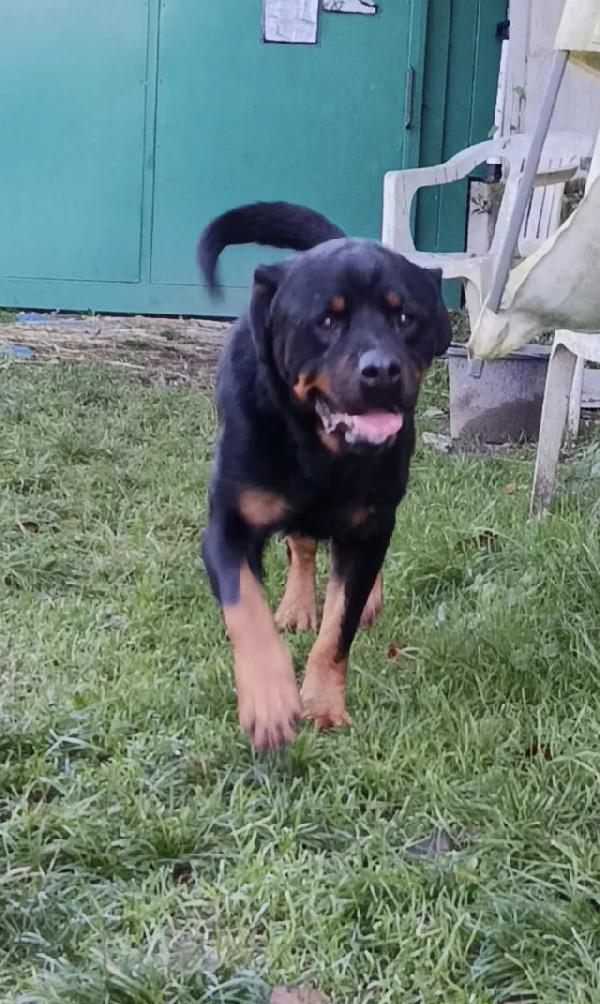 Ares splendido Rottweiler cerca famiglia Foto 4