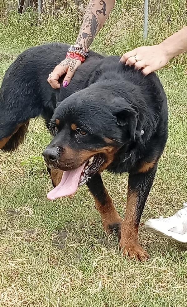 Ares splendido Rottweiler cerca famiglia Foto 5