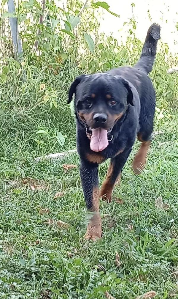 Ares splendido Rottweiler cerca famiglia Foto 6