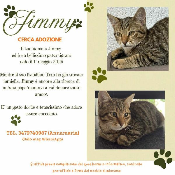 JIMMY, dolce micino in adozione! Foto 2
