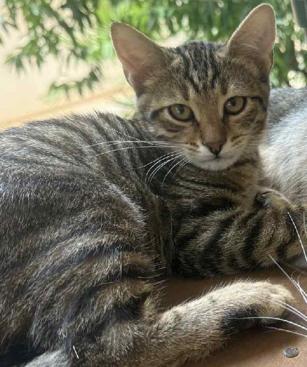 JIMMY, dolce micino in adozione! Foto 6