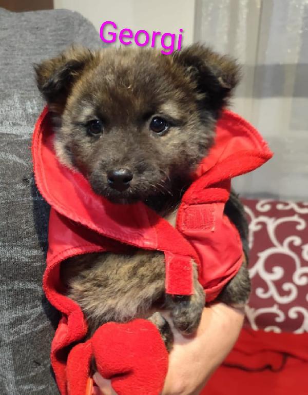 Georgi Candy Lamù Spettacolari Cucciole Di 3 Mesi 