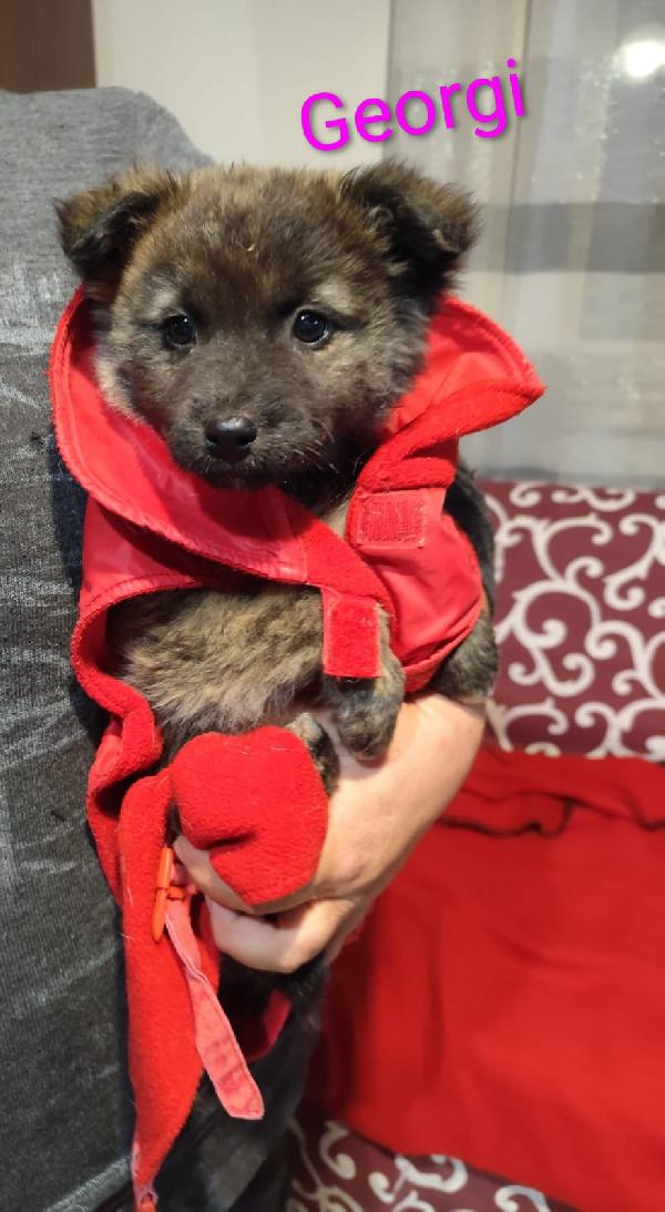 GEORGI CANDY LAMÙ spettacolari cucciole di 3 mesi  Foto 2