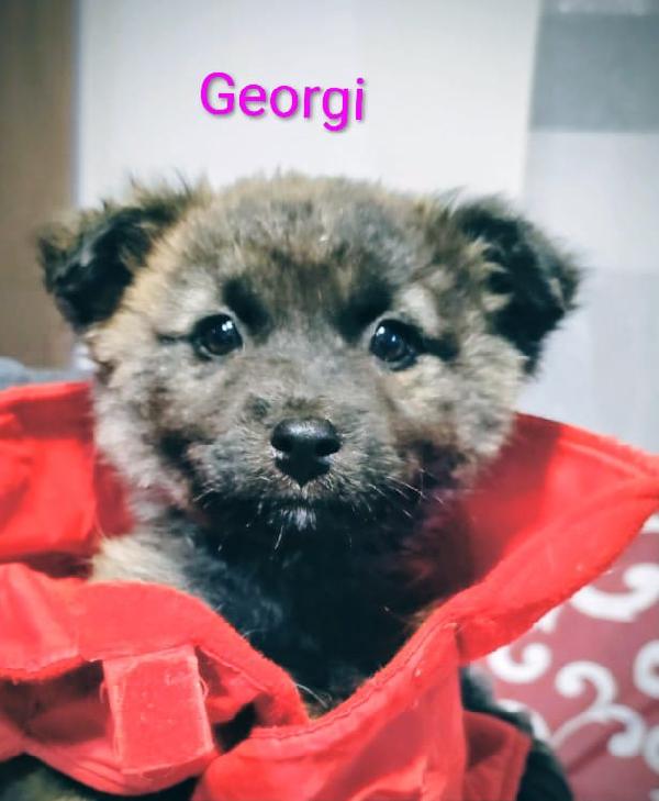 GEORGI CANDY LAMÙ spettacolari cucciole di 3 mesi  Foto 3