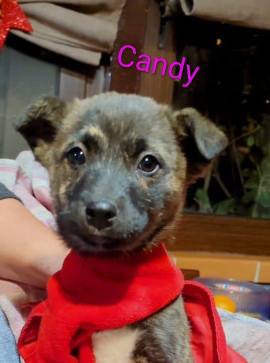 GEORGI CANDY LAMÙ spettacolari cucciole di 3 mesi  Foto 4