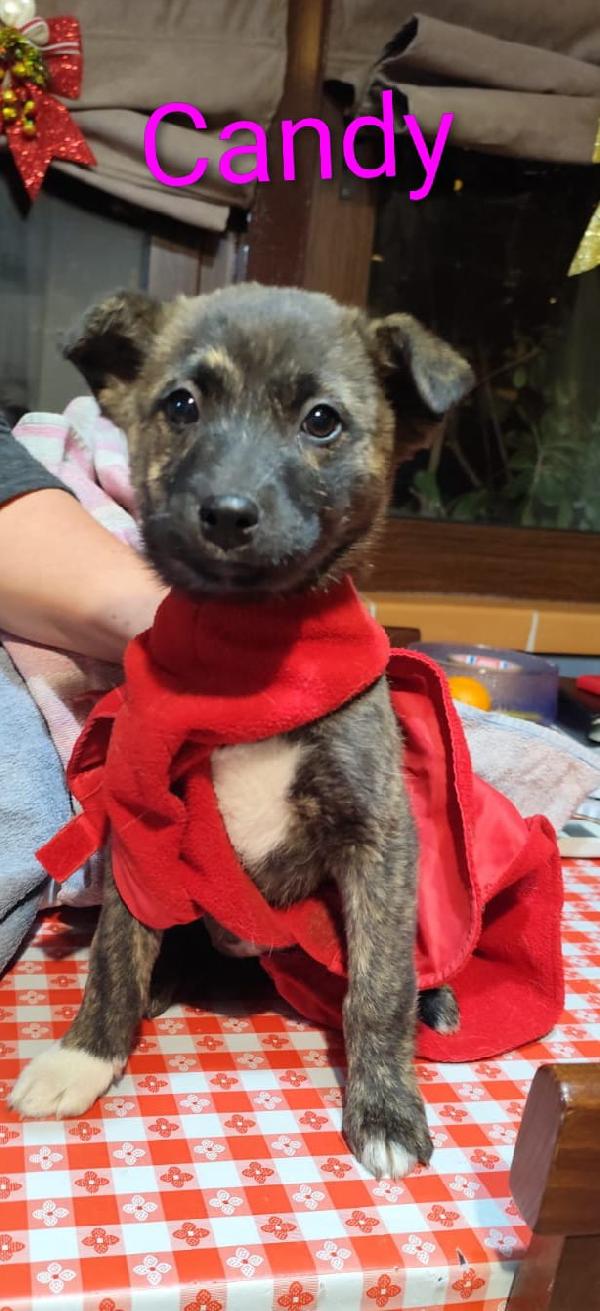 GEORGI CANDY LAMÙ spettacolari cucciole di 3 mesi  Foto 5