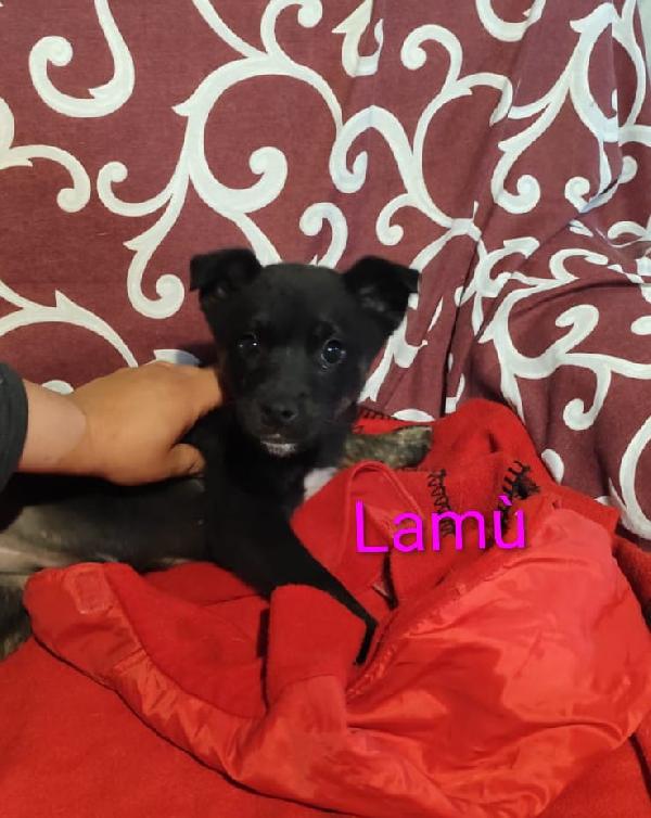 GEORGI CANDY LAMÙ spettacolari cucciole di 3 mesi  Foto 7