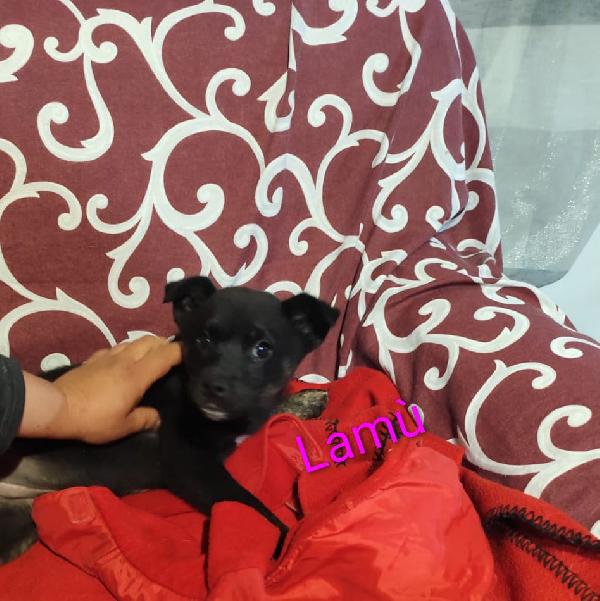 GEORGI CANDY LAMÙ spettacolari cucciole di 3 mesi  Foto 8