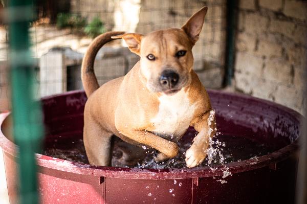 Sofy: Giovane Molossina Socievole E Affettuosa 