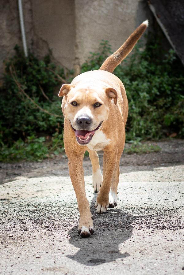 Sofy: giovane molossina socievole e affettuosa  Foto 2