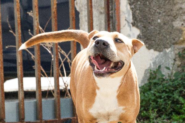 Sofy: giovane molossina socievole e affettuosa  Foto 3