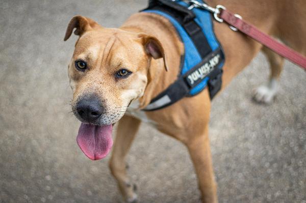 Sofy: giovane molossina socievole e affettuosa  Foto 4