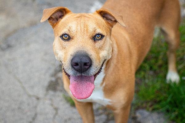 Sofy: giovane molossina socievole e affettuosa  Foto 5