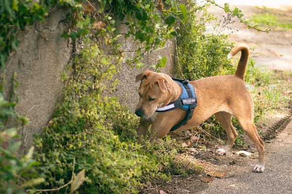 Sofy: giovane molossina socievole e affettuosa  Foto 7