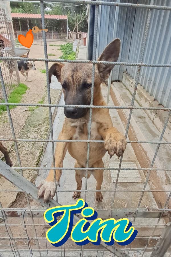 Tim Cucciolo Mix Molosso 