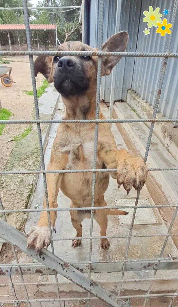 Tim cucciolo mix molosso  Foto 2