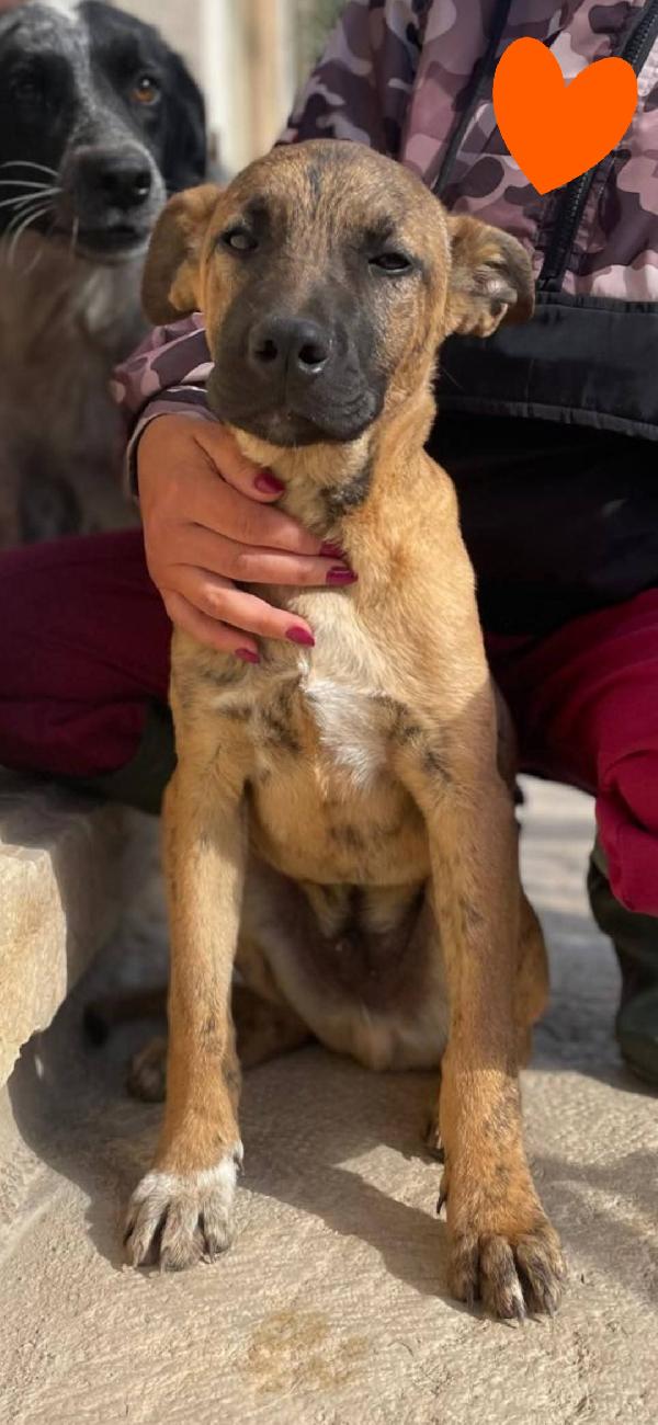 Tim cucciolo mix molosso  Foto 3