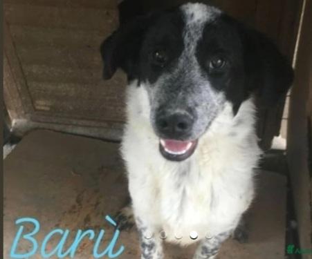 Barù 5Anni In Canile Da Cucciolo!! Crotone 