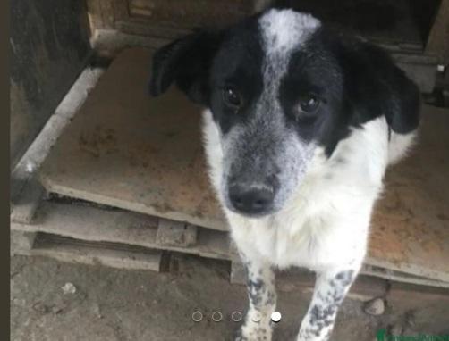 Barù 5anni in canile da cucciolo!! CROTONE  Foto 2