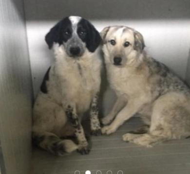 Barù 5anni in canile da cucciolo!! CROTONE  Foto 3