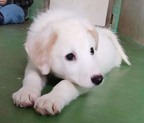 Ariel Cucciola Candida Come La Neve 