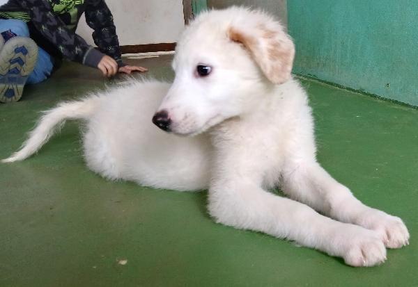 Ariel cucciola candida come la neve  Foto 2