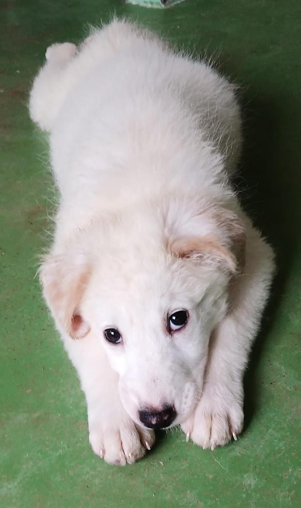 Ariel cucciola candida come la neve  Foto 3