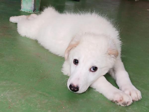 Ariel cucciola candida come la neve  Foto 4