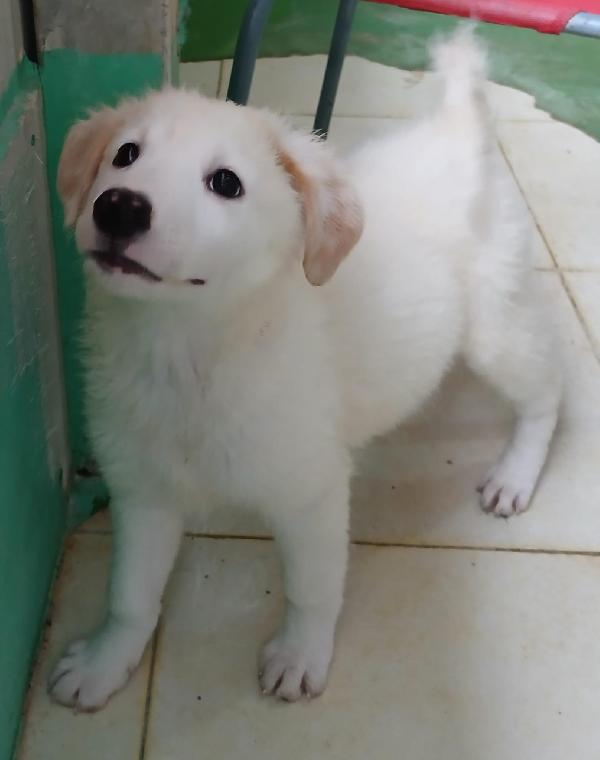 Ariel cucciola candida come la neve  Foto 5