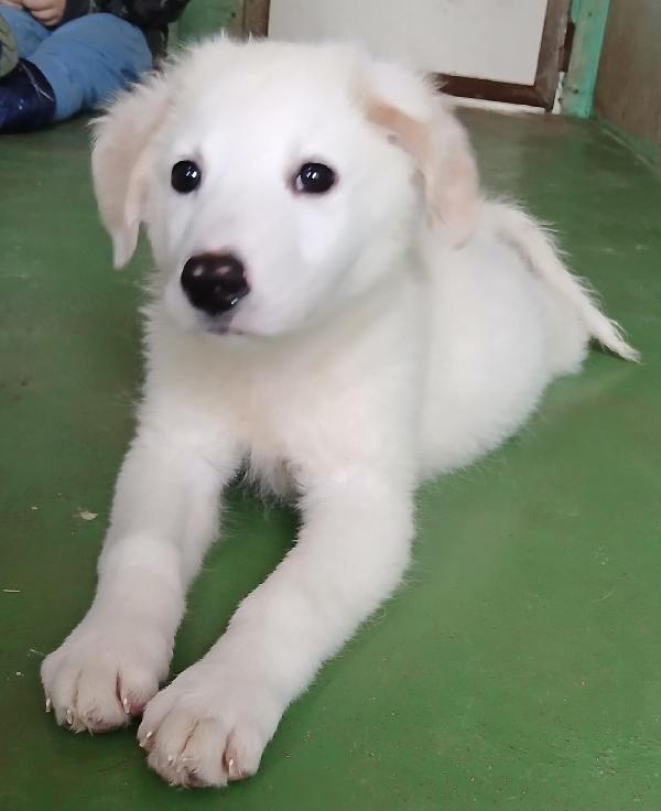 Ariel cucciola candida come la neve  Foto 6