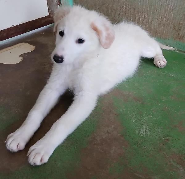 Ariel cucciola candida come la neve  Foto 7